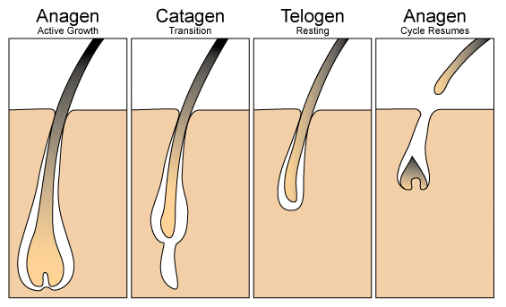 Diagram of the hair growth cycle